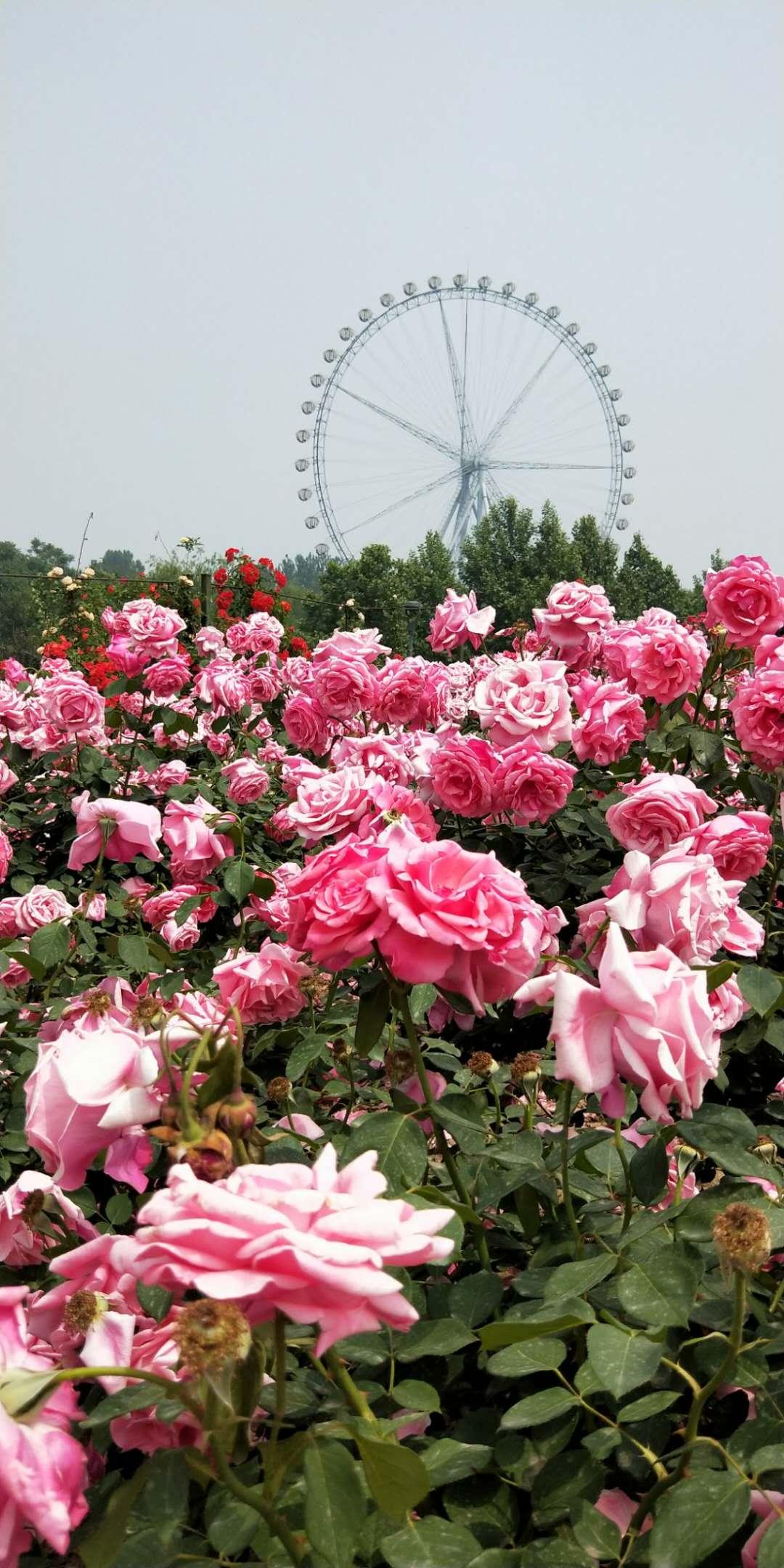 石家庄，北方明珠的崛起之光